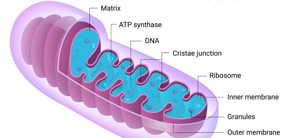 Пептиды митохондрий: MDPs, MOTS-c